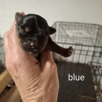 Blue boy, a male Morkie for sale in Taylorsville, NC – Photo 1 of 2