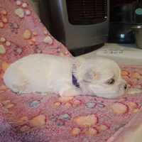 Bella, a female Maltese for sale in Taylorsville, NC – Photo 3 of 3