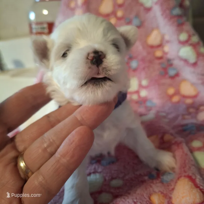 Bella – Maltese puppy for sale in Taylorsville, NC