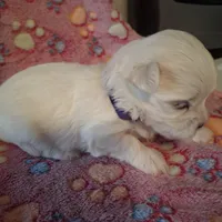 Bella, a female Maltese for sale in Taylorsville, NC – Photo 2 of 3