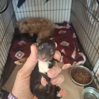 Buddy, a male Morkie for sale in Taylorsville, NC – Photo 3 of 3