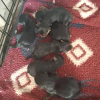 Buddy, a male Morkie for sale in Taylorsville, NC – Photo 2 of 3