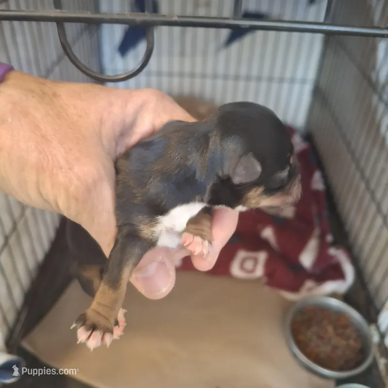 Buddy, a male Morkie for sale in Taylorsville, NC – Photo 1 of 3