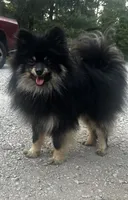 Grass, a male Pomeranian for sale in Walkerton, IN – 8 of 8