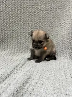 Dirt, a male Pomeranian for sale in Walkerton, IN – 2 of 6