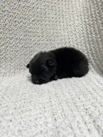 Thunder, a male Pomeranian for sale in Walkerton, IN – 5 of 9