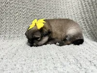 Sunshine, a female Pomeranian for sale in Walkerton, IN – 3 of 8