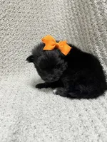 Lightning , a female Pomeranian for sale in Walkerton, IN – 1 of 7