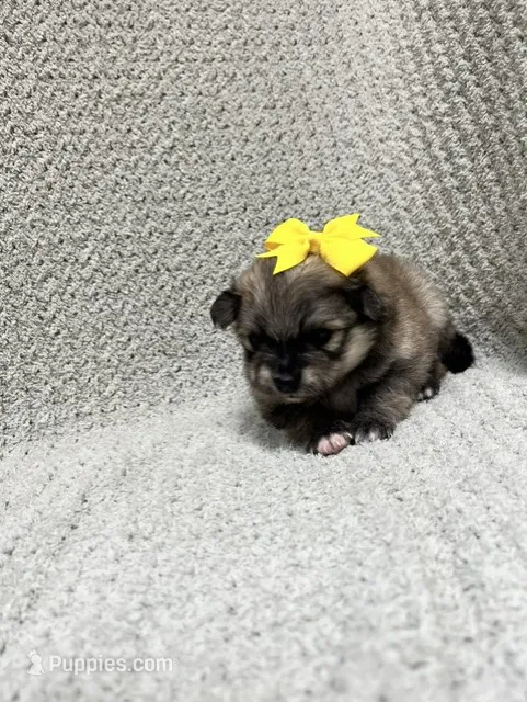 Sunshine – Pomeranian puppy for sale in Walkerton, IN