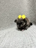 Sunshine, a female Pomeranian for sale in Walkerton, IN – 1 of 8