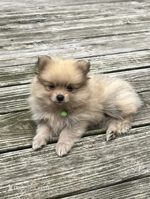 Grass – Pomeranian puppy for sale in Walkerton, IN