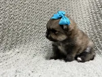Sky, a female Pomeranian for sale in Walkerton, IN – 2 of 6