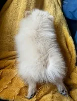 HoneyDew, a male Pomeranian for sale in Walkerton, IN – 6 of 10