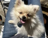 HoneyDew, a male Pomeranian for sale in Walkerton, IN – 5 of 10