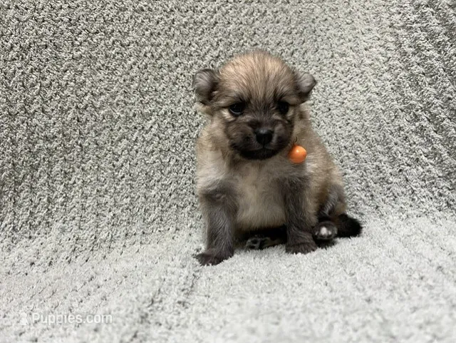 Dirt – Pomeranian puppy for sale in Walkerton, IN