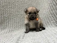 Dirt, a male Pomeranian for sale in Walkerton, IN – 1 of 6