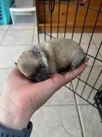 Peach, a female Pomeranian for sale in Walkerton, IN – Photo 6 of 9