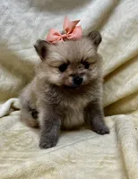 Peach, a female Pomeranian for sale in Walkerton, IN – Photo 4 of 10