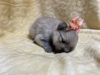 Peach, a female Pomeranian for sale in Walkerton, IN – Photo 2 of 9