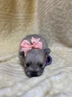 Peach, a female Pomeranian for sale in Walkerton, IN – Photo 5 of 9