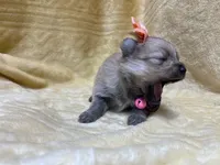 Peach, a female Pomeranian for sale in Walkerton, IN – Photo 4 of 9