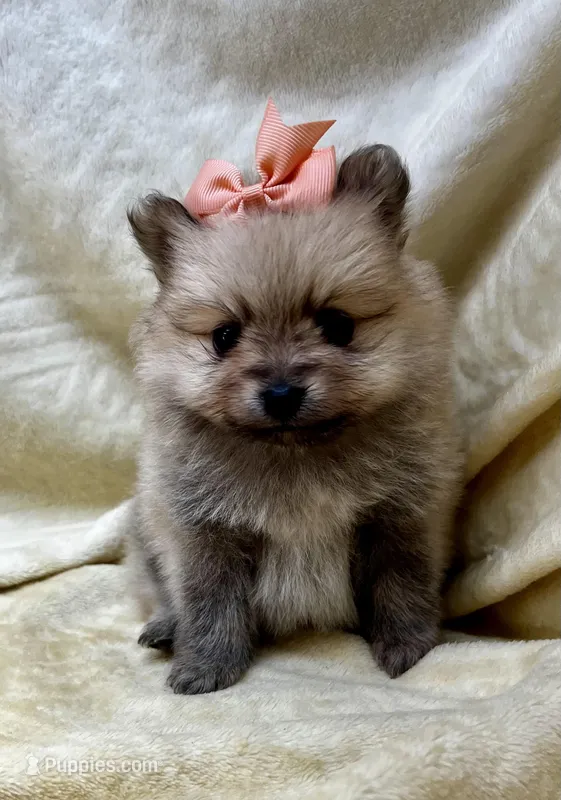 Peach – Pomeranian puppy for sale in Walkerton, IN