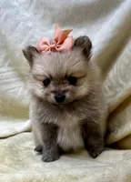 Peach, a female Pomeranian for sale in Walkerton, IN – Photo 2 of 10