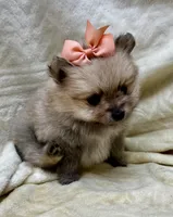 Peach, a female Pomeranian for sale in Walkerton, IN – Photo 5 of 10