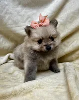 Peach, a female Pomeranian for sale in Walkerton, IN – Photo 7 of 10