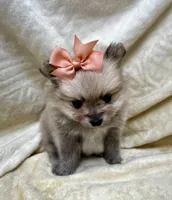 Peach, a female Pomeranian for sale in Walkerton, IN – Photo 6 of 10