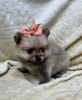 Peach, a female Pomeranian for sale in Walkerton, IN – Photo 3 of 10