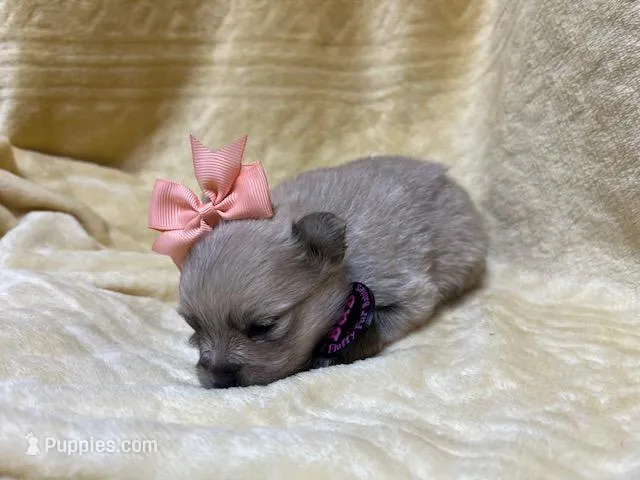 Peach – Pomeranian puppy for sale in Walkerton, IN