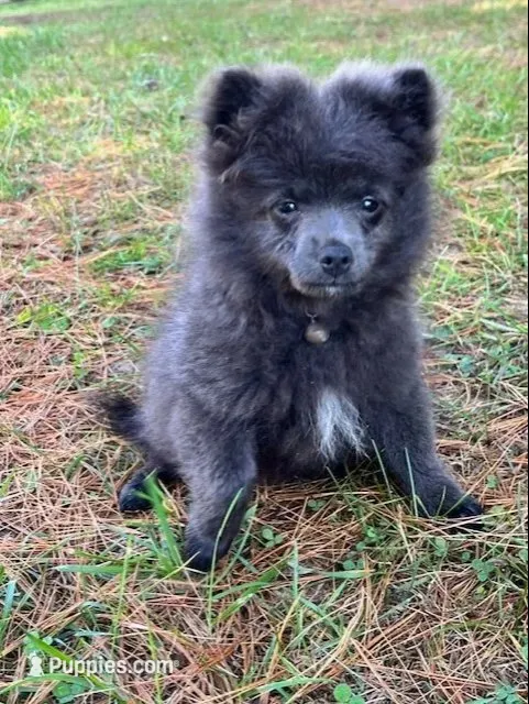 Tornado – Pomeranian puppy for sale in Walkerton, IN