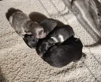 Flame, a male Pomeranian for sale in Walkerton, IN – Photo 4 of 6