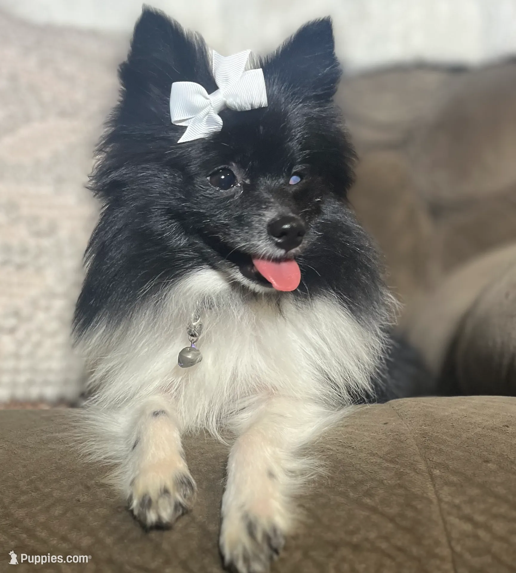 Flame, a male Pomeranian for sale in Walkerton, IN – Photo 5 of 6