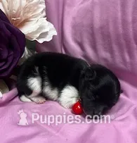 Flame, a male Pomeranian for sale in Walkerton, IN – Photo 2 of 6