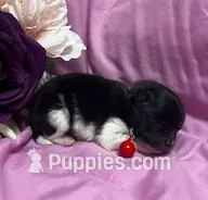 Flame, a male Pomeranian for sale in Walkerton, IN – Photo 3 of 6