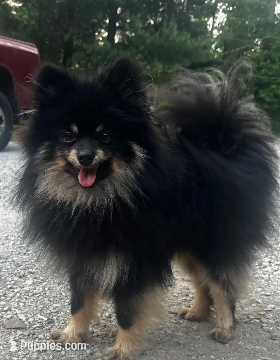 Flame, a male Pomeranian for sale in Walkerton, IN – Photo 6 of 6