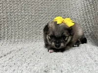 Sunshine, a female Pomeranian for sale in Walkerton, IN – 2 of 8