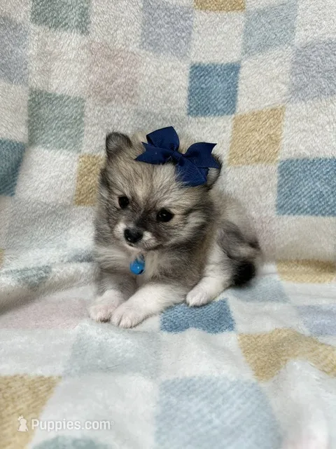 Rain – Pomeranian puppy on hold in Walkerton, IN