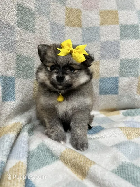 Sunshine – Pomeranian puppy for sale in Walkerton, IN