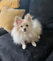 Sunshine, a female Pomeranian for sale in Walkerton, IN – 7 of 8
