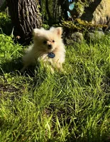 HoneyDew, a male Pomeranian for sale in Walkerton, IN – 4 of 10