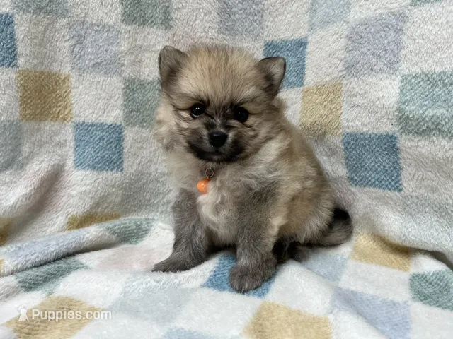 Dirt – Pomeranian puppy for sale in Walkerton, IN