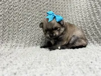 Sky, a female Pomeranian for sale in Walkerton, IN – 4 of 6