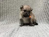 Dirt, a male Pomeranian for sale in Walkerton, IN – 4 of 6