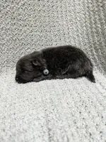 Tornado, a male Pomeranian for sale in Walkerton, IN – 3 of 6