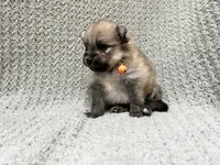 Dirt, a male Pomeranian for sale in Walkerton, IN – 3 of 6