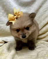 Banana, a female Pomeranian for sale in Walkerton, IN – Photo 3 of 10