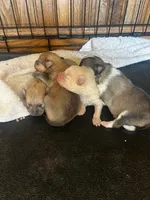 Banana, a female Pomeranian for sale in Walkerton, IN – Photo 6 of 8